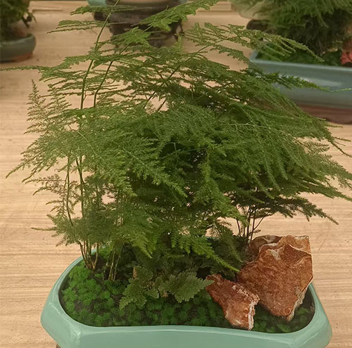 企业选择花卉出租服务的理由