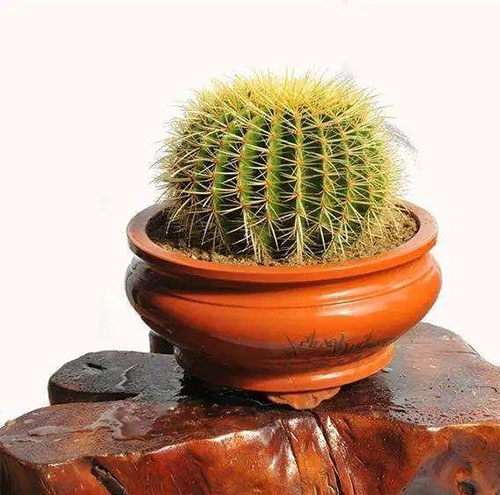 哪些类型的绿植适合办公室租赁