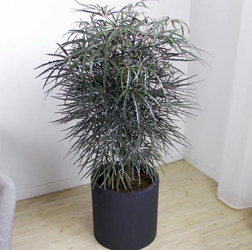 绿植租摆如何提升企业形象
