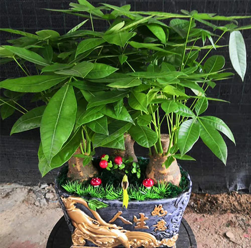 如何利用花卉出租提升节日气氛