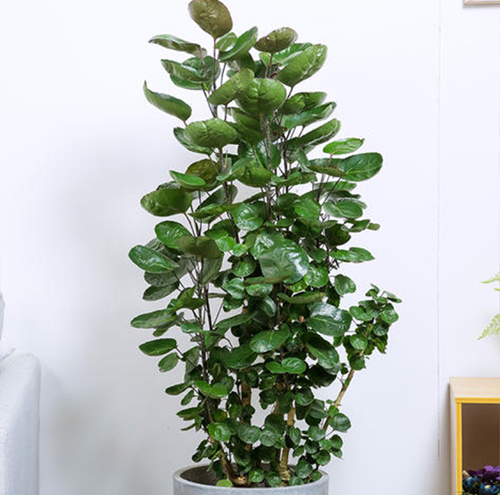 绿植租摆能提高工作环境的舒适度吗
