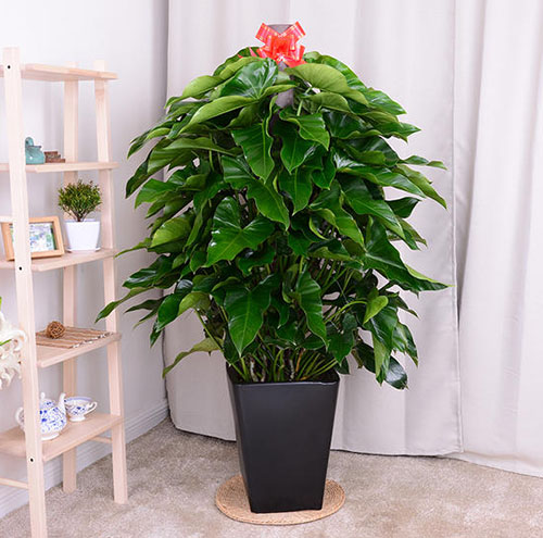 绿植出租如何满足不同客户需求-1037