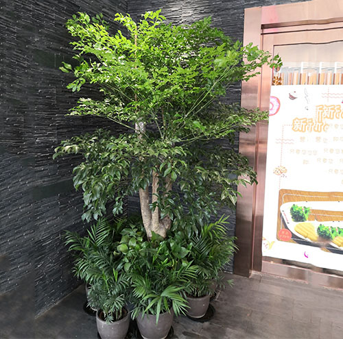 如何合理搭配不同种类的花卉出租
