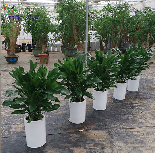 如何根据空间设计选择花卉租赁方案-1078