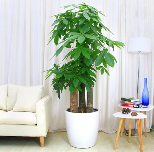 绿植租摆是否适合家庭使用