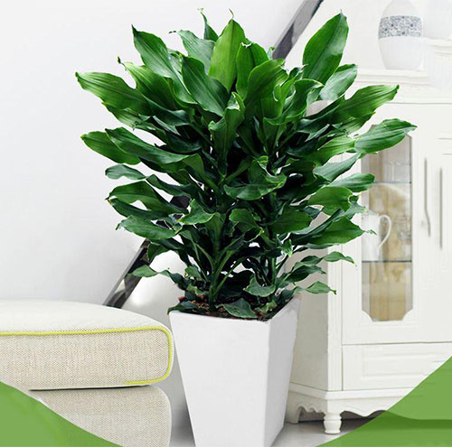 绿植出租服务有哪些常见问题-1038