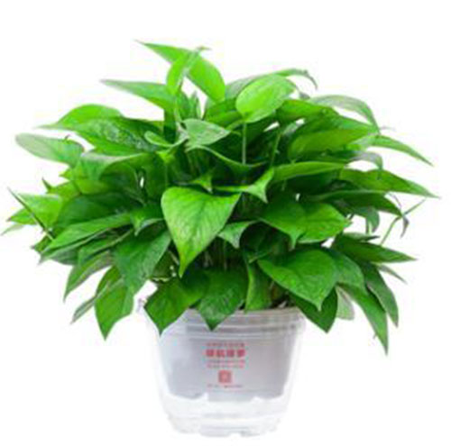 绿植出租的专业养护服务有哪些-1073