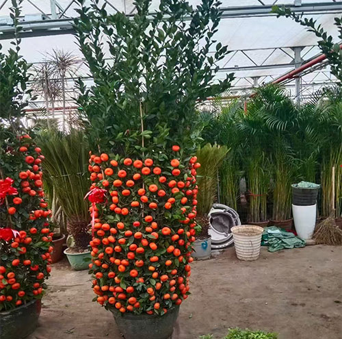 为什么越来越多的企业选择花卉出租