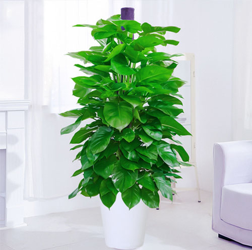 花卉出租:提升空间氛围的独特方式-1029