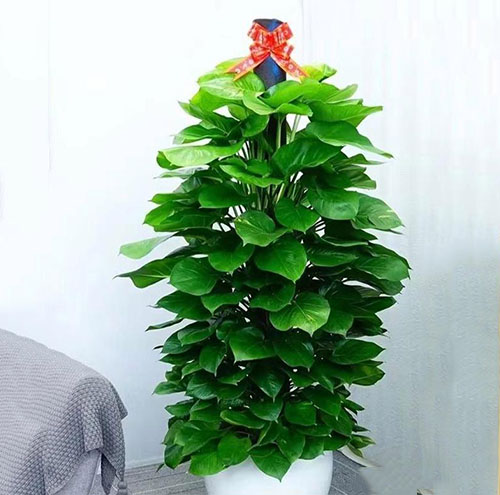 园林绿化工程的季节性施工难点及应对