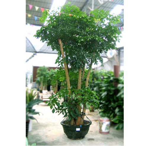 绿植租赁中的植物护理