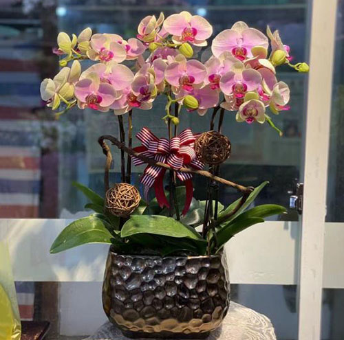 花卉出租对室内空气质量的改善作用
