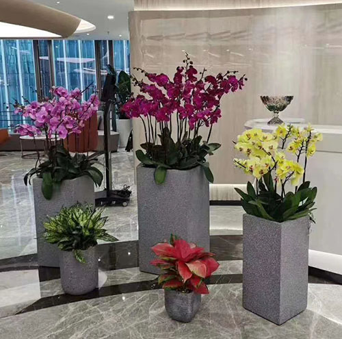 花卉租赁如何改善工作空间的空气质量