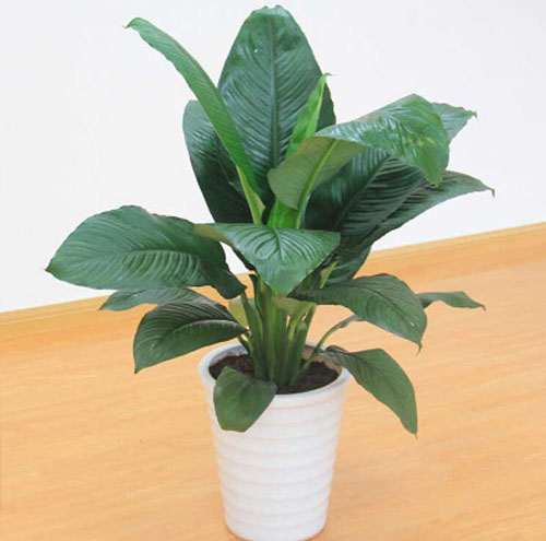 花卉出租的优势及应用-1079