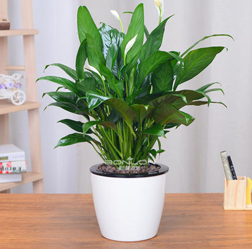 花卉出租:为节日增添氛围的理想选择-1066