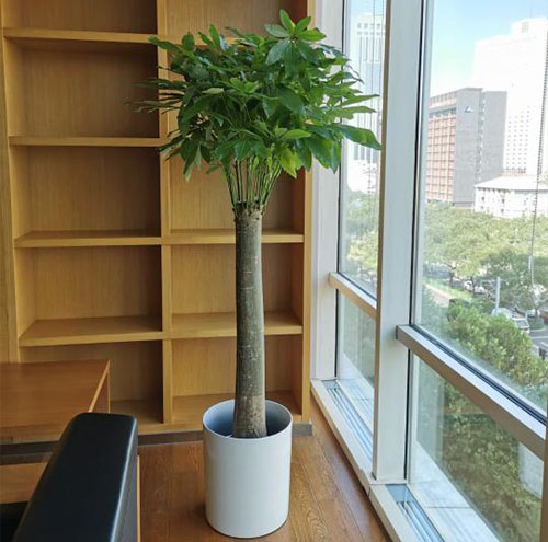 花卉租赁为企业带来的环境效益-1053