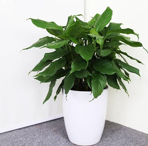 绿植租赁对办公室环境的影响