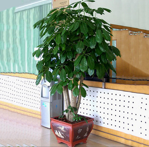 绿植租赁能为婚礼或活动增添哪些亮点