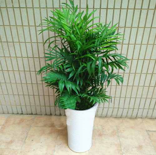 绿植租摆的植物护理技巧有哪些