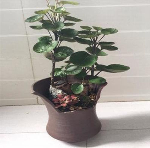 绿植租摆可以有效减少室内污染吗