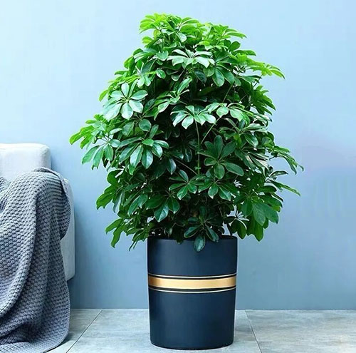 绿植租摆能改善空气质量吗