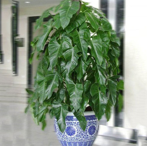 绿植出租的清洁与养护服务内容-1032