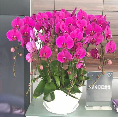花卉出租与办公环境美化的关系