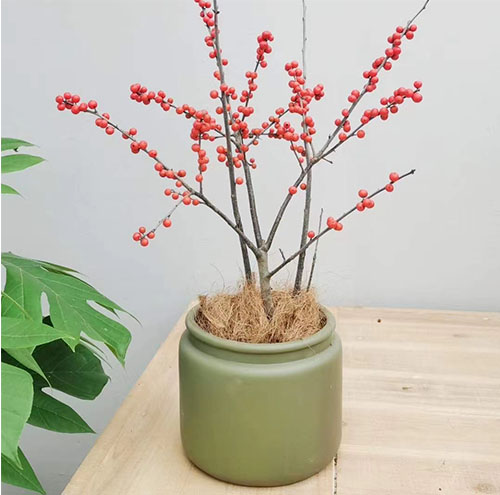 花卉出租与室内植物养护服务的区别