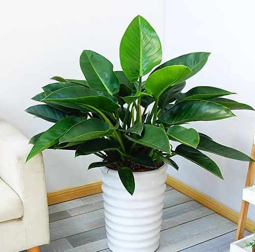 园林绿化工程项目管理的关键要素